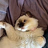 Blue joined the competition — help win amazing prizes! cat, fluffy, blue_eyes, pet, cute, playful, relaxed, indoor, blanket, fur, whiskers, collar, purple, cozy, animal, mammal, cute_pet, feline, resting, domestic_pet
