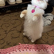 Blue is registered to the contest to win money with this photo: kitten, cat, standing, fluffy, collar, pet, indoor, carpet, rug, shoes, shoe_rack, curious, cute, feline, animal, domestic, pink, white, cream, heart_tag
