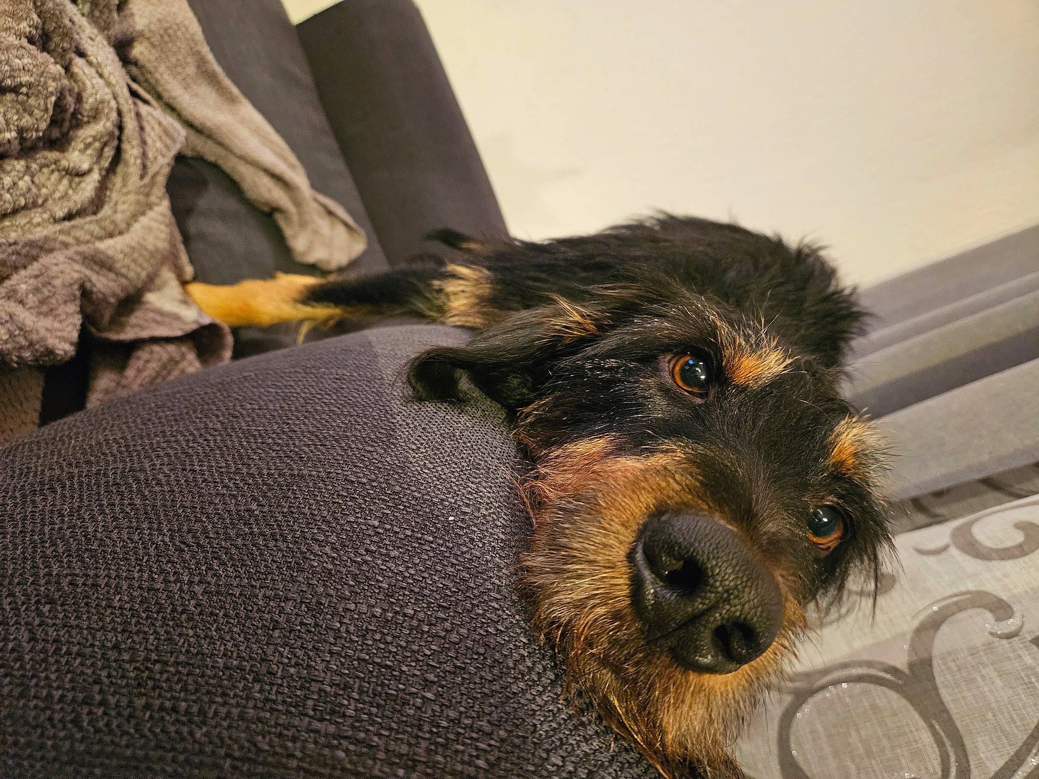 Kaïo participe au concours pour gagner de l'argent avec cette photo : carnivore, claw, comfort, companion_dog, dog, dog_breed, flooring, fur, guard_dog, paw, puppy, small_terrier, tail, terrestrial_animal, terrier, toy_dog, whiskers, working_animal, working_dog, working_terrier