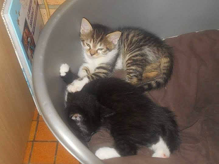 Félix participe au concours pour gagner de l'argent avec cette photo : animal_shelter, carnivore, cat, cat_supply, claw, comfort, domestic_short_haired_cat, felidae, fur, mammal, paw, pet_supply, room, small_to_medium_sized_cats, snout, tail, terrestrial_animal, vertebrate, washing_machine, whiskers