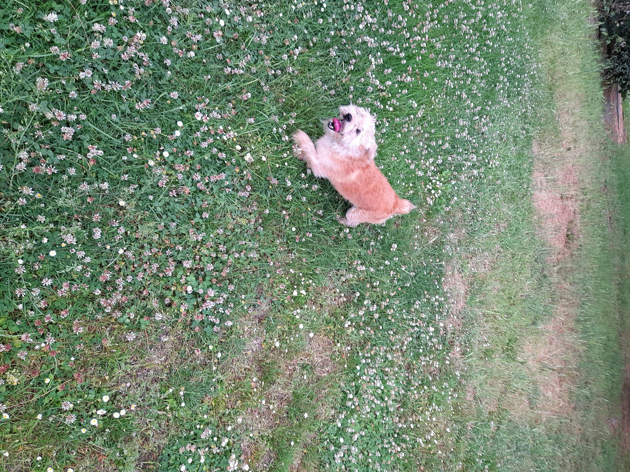 Loulou a rejoint le concours — aidez-le/la à gagner de superbes lots ! carnivore, companion_dog, fawn, field, grass, grass_family, grassland, groundcover, landscape, lawn, leisure, meadow, pasture, people_in_nature, plant, shrub, soil, sporting_group, tail, tree