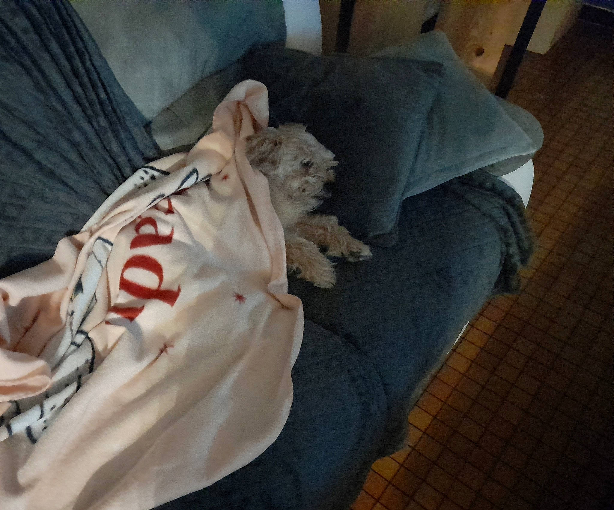 Loulou participe au concours pour gagner de l'argent avec cette photo : canidae, carmine, carnivore, comfort, companion_dog, fawn, felidae, flooring, fur, hardwood, human_leg, knee, linens, outdoor_shoe, room, small_to_medium_sized_cats, sporting_group, sportswear, whiskers, wood