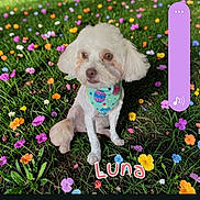Luna is registered to the contest to win money with this photo: dog, small_dog, flower_field, colorful_flowers, grass, bandana, pet, outdoor, nature, cute, sitting, greenery, animal, canine, playful, summer, sunlight, portrait, name_text, volume_control