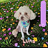dog, small_dog, flower_field, colorful_flowers, grass, bandana, pet, outdoor, nature, cute, sitting, greenery, animal, canine, playful, summer, sunlight, portrait, name_text, volume_control