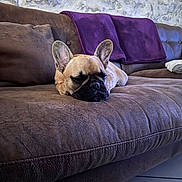 Aby participe au concours pour gagner de l'argent avec cette photo : dog, french_bulldog, sleeping, couch, brown_couch, purple_blanket, indoor, pet, resting, animal, cozy, living_room, tile_floor, fur, ears, relaxation, home, domestic_animal, companion, cute