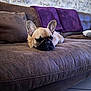 dog, french_bulldog, sleeping, couch, brown_couch, purple_blanket, indoor, pet, resting, animal, cozy, living_room, tile_floor, fur, ears, relaxation, home, domestic_animal, companion, cute