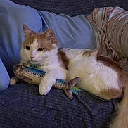 Teddy joined the competition — help win amazing prizes! animal_toy, blue_clothing, cat, close_up, comfort, couch, cute, domestic_animal, fabric, feline, fluffy, home, indoor, orange_and_white_cat, pet, relaxed, resting, soft_texture, striped_pillow, toy_fish