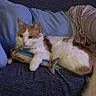 animal_toy, blue_clothing, cat, close_up, comfort, couch, cute, domestic_animal, fabric, feline, fluffy, home, indoor, orange_and_white_cat, pet, relaxed, resting, soft_texture, striped_pillow, toy_fish
