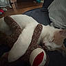 animal, cat, couch, cozy, cute, furniture, home, indoor, orange_cat, pet, pillow, plush_toy, quiet, relaxation, resting, sleeping, sock_monkey, soft_toy, white_cat, wooden_floor