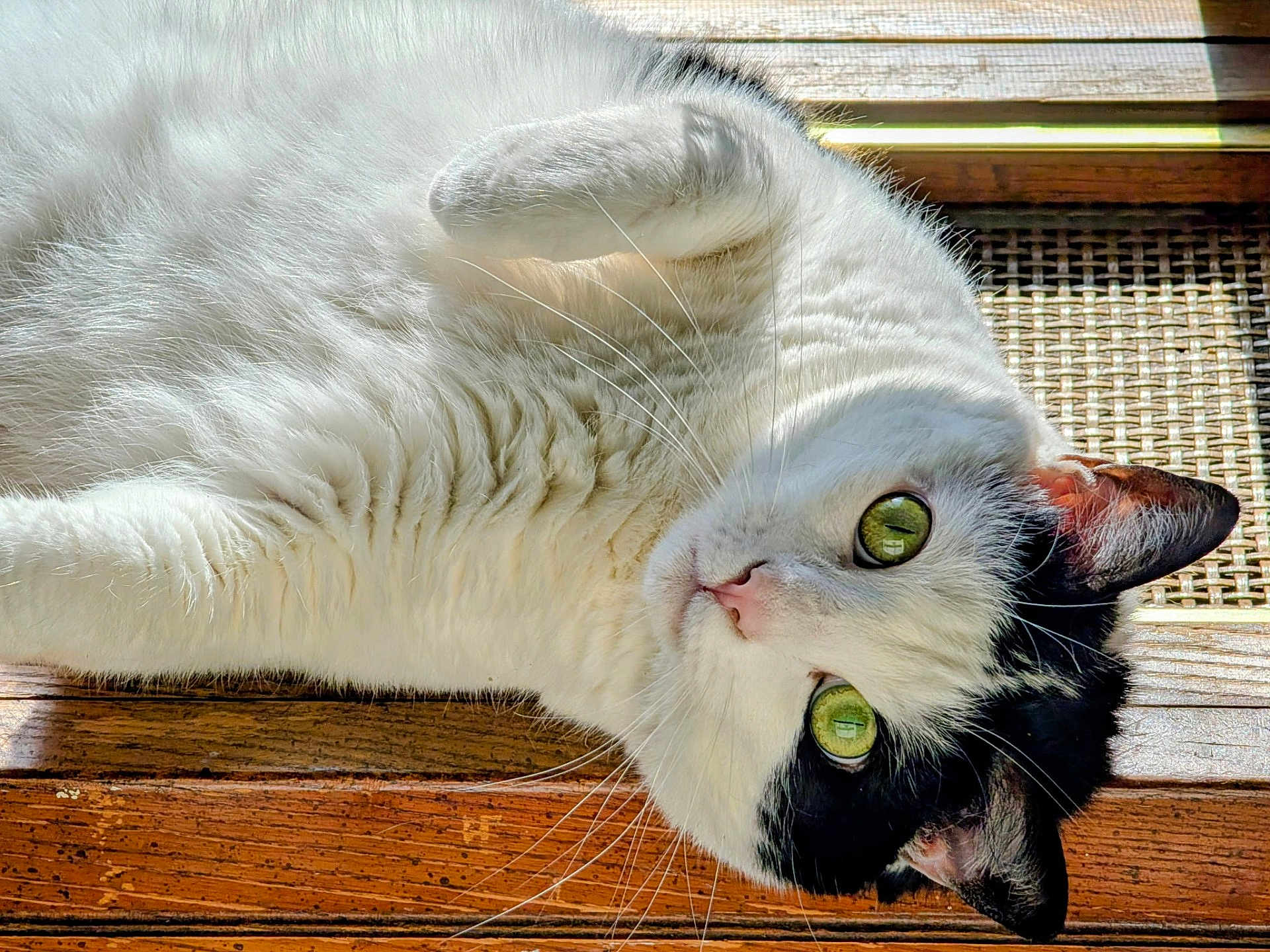 Gypsy joined the competition — help win amazing prizes! cat, white_cat, black_and_white, green_eyes, whiskers, fur, sunlight, wooden_surface, relaxing, pet, domestic_cat, close_up, portrait, animal, cute, indoor, laying_down, curious, soft_texture, natural_light