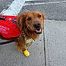 Honey is registered to the contest to win money with this photo: dog, golden_retriever, service_dog, vest, bandana, yellow_boot, sidewalk, leash, smiling, pet, canine, animal, outdoor, street, pavement, friendly, working_dog, companion, alert, brown_fur