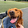 Honey is registered to the contest to win money with this photo: dog, golden_retriever, tongue_out, happy, pet, hand, outdoor, sports_field, grass, water_bottle, chair, playing_field, blurred_background, summer, daytime, canine, animal, tongue, nose, fur