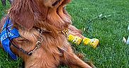 Honey joined the competition — help win amazing prizes! golden_retriever, dog, service_dog, yellow_booties, grass, outdoor, sunny, greenery, pet_accessory, leash, collar, backyard, fence, house, canine, resting, animal, summer, daylight, muzzle