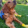 golden_retriever, dog, service_dog, yellow_booties, grass, outdoor, sunny, greenery, pet_accessory, leash, collar, backyard, fence, house, canine, resting, animal, summer, daylight, muzzle