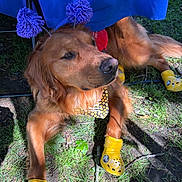 Honey joined the competition — help win amazing prizes! dog, golden_retriever, yellow_shoes, bandana, purple_pom_poms, grass, outdoor, sunlight, pet_accessories, animal, cute, costume, playful, canine, resting, summer, fashion, headband, funny, paw_protection