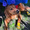 dog, golden_retriever, yellow_shoes, bandana, purple_pom_poms, grass, outdoor, sunlight, pet_accessories, animal, cute, costume, playful, canine, resting, summer, fashion, headband, funny, paw_protection