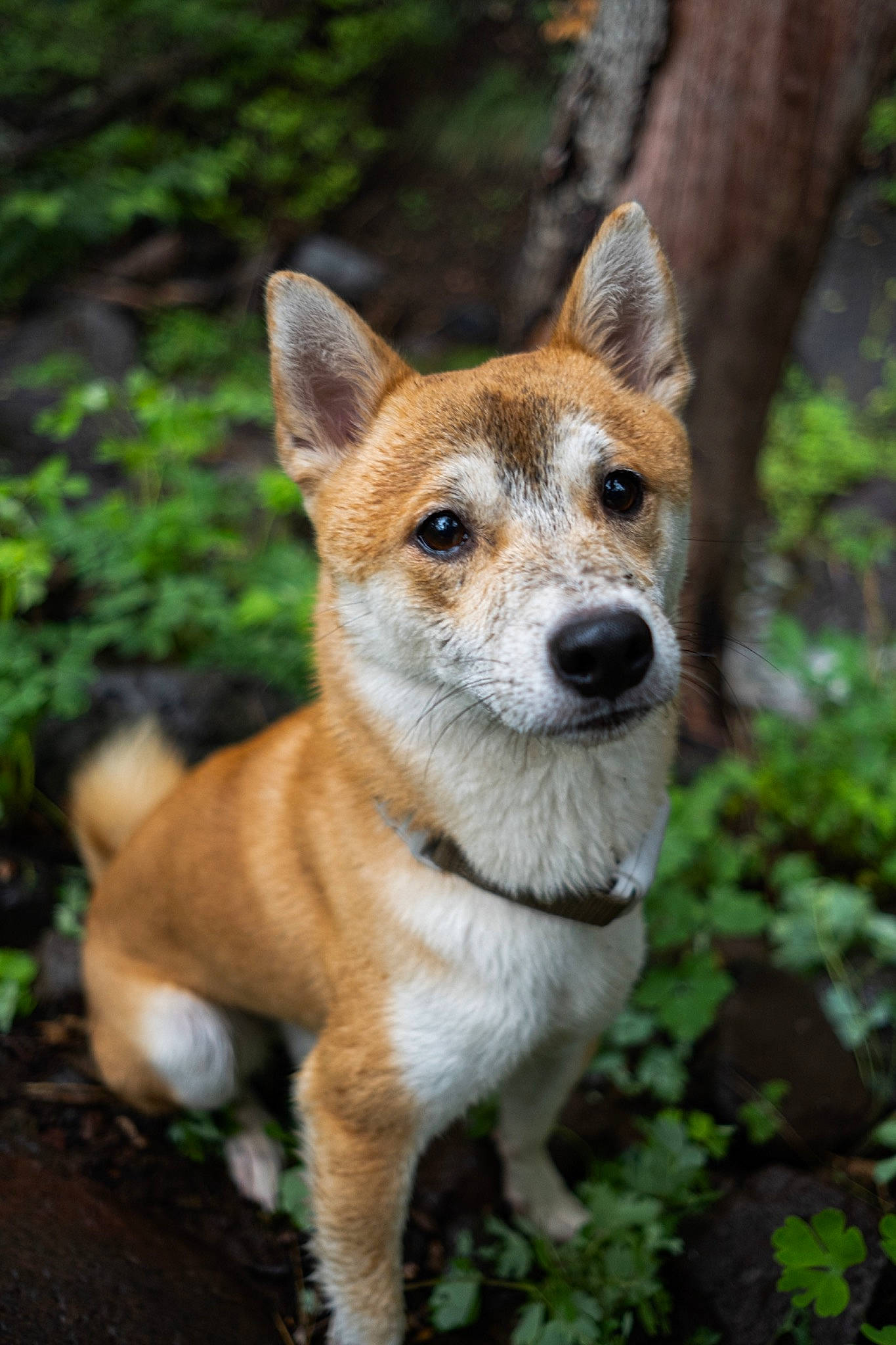 Kaito is registered to the contest to win money with this photo: ancient_dog_breeds, canidae, carnivore, companion_dog, dog, dog_breed, fawn, fur, grass, plant, snout, sporting_group, tail, terrestrial_animal, terrestrial_plant, tree, whiskers, wood, working_dog
