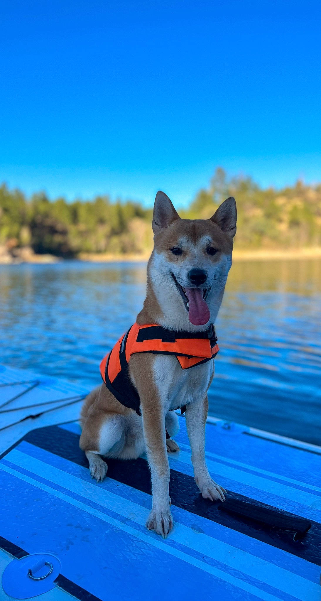 Kaito is registered to the contest to win money with this photo: adventure, canidae, carnivore, cloud, companion_dog, dog, dog_breed, dog_supply, electric_blue, fawn, herding_dog, lake, leisure, non_sporting_group, recreation, sky, sporting_group, tail, water, working_dog