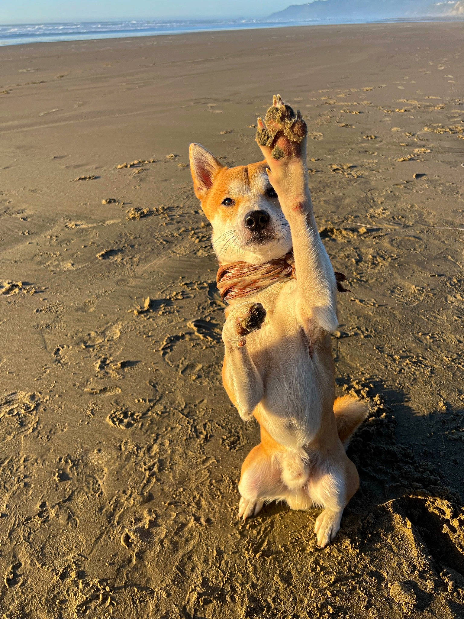 Kaito is registered to the contest to win money with this photo: beach, body_of_water, canidae, carnivore, companion_dog, dog, dog_breed, fawn, happy, landscape, mammal, ocean, sand, sky, soil, sporting_group, tail, vertebrate, water, wildlife