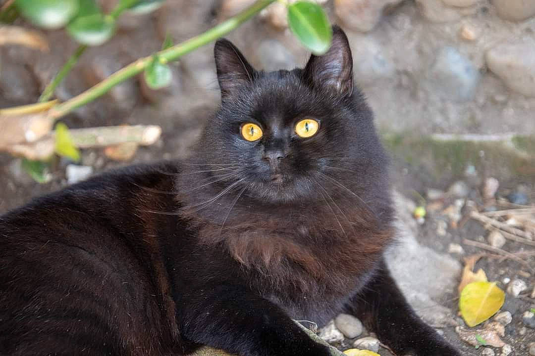 Twixy participe au concours pour gagner de l'argent avec cette photo : black_cat, bombay, carnivore, cat, domestic_short_haired_cat, felidae, fur, grass, plant, sitting, small_to_medium_sized_cats, snout, tail, terrestrial_animal, whiskers, wildlife