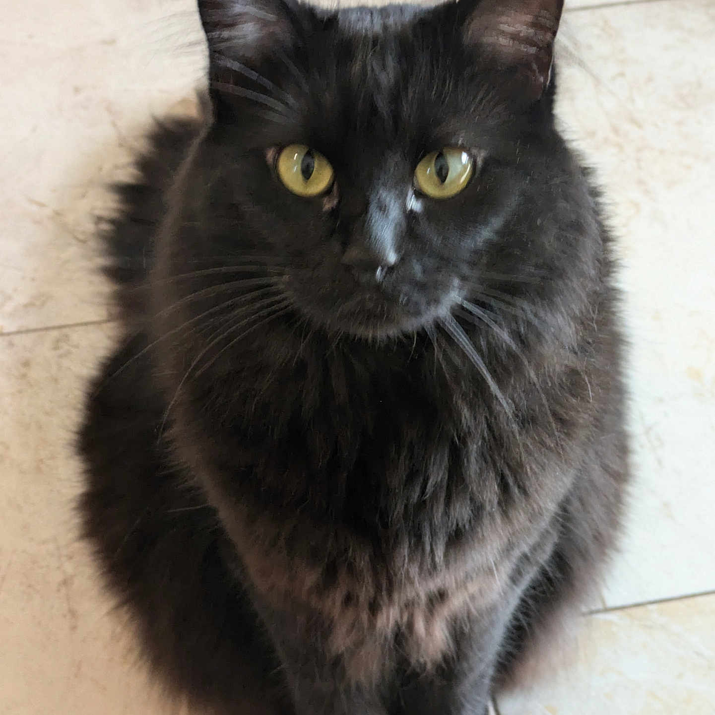 Boba is registered to the contest to win money with this photo: animal, blackcat, cat, kitten, manx, pet