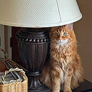 Jack is registered to the contest to win money with this photo: basket, brown, cat, cozy, curious, domestic_animal, feline, fluffy_fur, home_decor, indoor, lamp, looking_at_camera, orange_cat, papers, pet, portrait, quiet, sitting, table, vintage_lamp