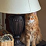 basket, brown, cat, cozy, curious, domestic_animal, feline, fluffy_fur, home_decor, indoor, lamp, looking_at_camera, orange_cat, papers, pet, portrait, quiet, sitting, table, vintage_lamp