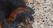 Obelix participe au concours pour gagner de l'argent avec cette photo : dog, sleeping, floor, tile_floor, brown_fur, black_fur, large_dog, pet, domestic_animal, resting, relaxed, canine, fur, paw, indoor, close_up, laying_down, animal, quiet, calm