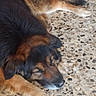 dog, sleeping, floor, tile_floor, brown_fur, black_fur, large_dog, pet, domestic_animal, resting, relaxed, canine, fur, paw, indoor, close_up, laying_down, animal, quiet, calm