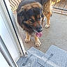 dog, animal, pet, porch, door, metal_railing, absorbent_pads, outdoor, sunlight, panting, fur, brown, black, concrete_floor, greenery, shadow, daylight, tongue, standing, happy