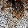 dog, indoor, floor, tile, brown_fur, black_fur, pet_bed, wooden_chair, lying_down, looking_up, domestic_animal, animal, fur, companion, resting, home, cozy, quiet, calm, mammal