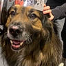 dog, crown, pet, indoor, happy, furry, brown, black, person, hands, floor, tile, smiling, portrait, animal, canine, fur, domestic, cute, companion