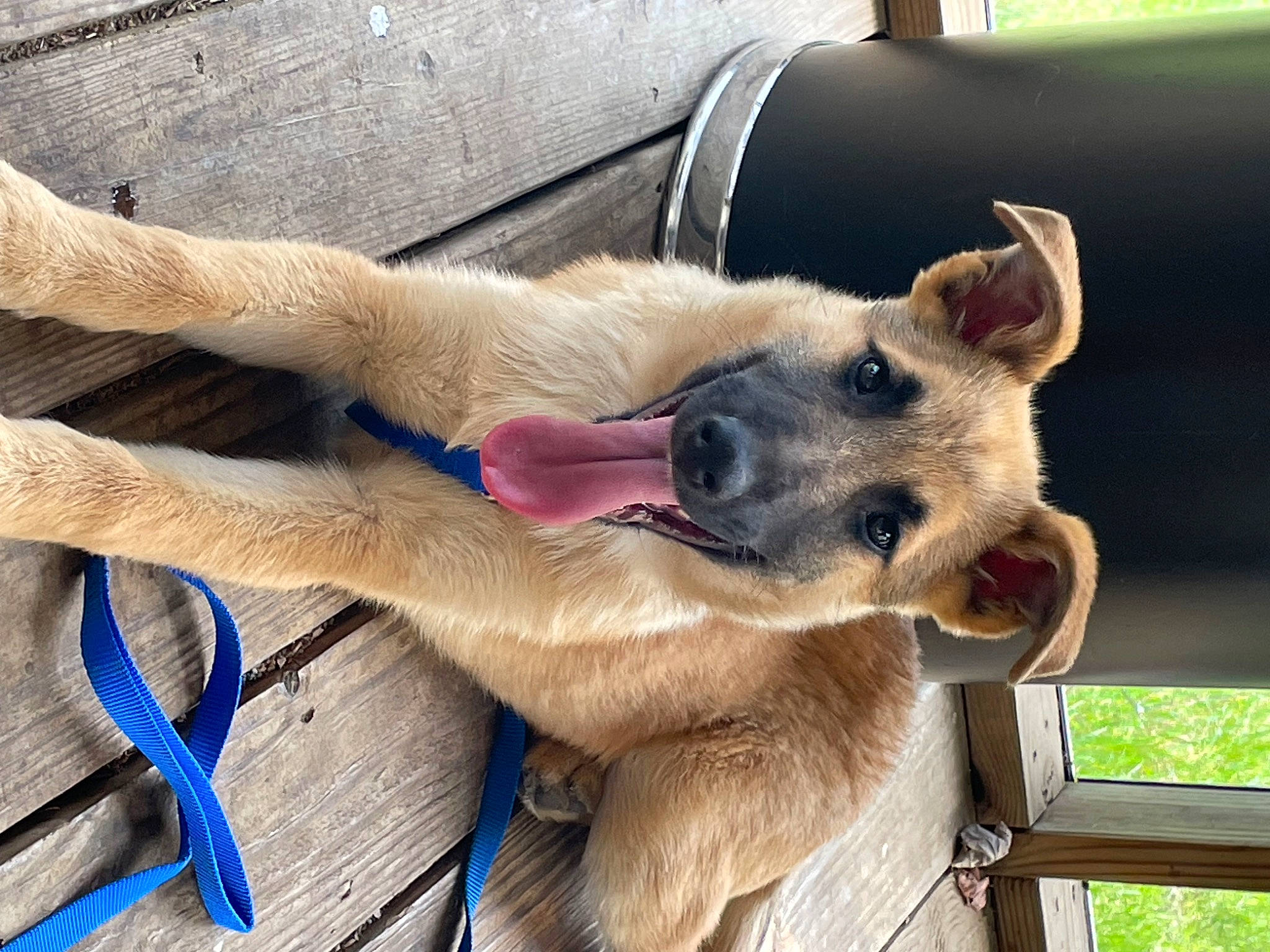 Bruno is registered to the contest to win money with this photo: canidae, carnivore, collar, companion_dog, dog, dog_breed, dog_supply, fawn, foot, fur, german_shepherd_dog, natural_material, paw, snout, sporting_group, terrestrial_animal, wood