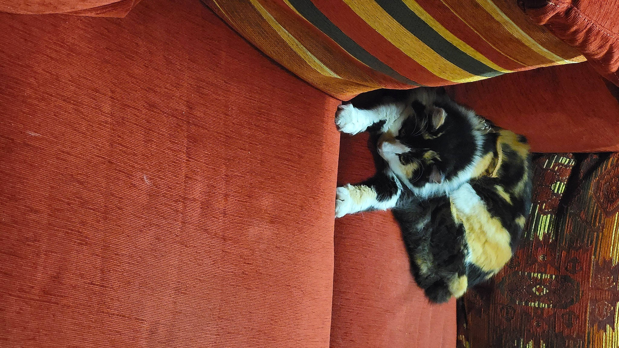 Mouche participe au concours pour gagner de l'argent avec cette photo : carnivore, cat, claw, comfort, companion_dog, dog_breed, domestic_short_haired_cat, fawn, felidae, flooring, fur, hardwood, pattern, paw, red_panda, small_to_medium_sized_cats, tail, terrestrial_animal, whiskers, wood