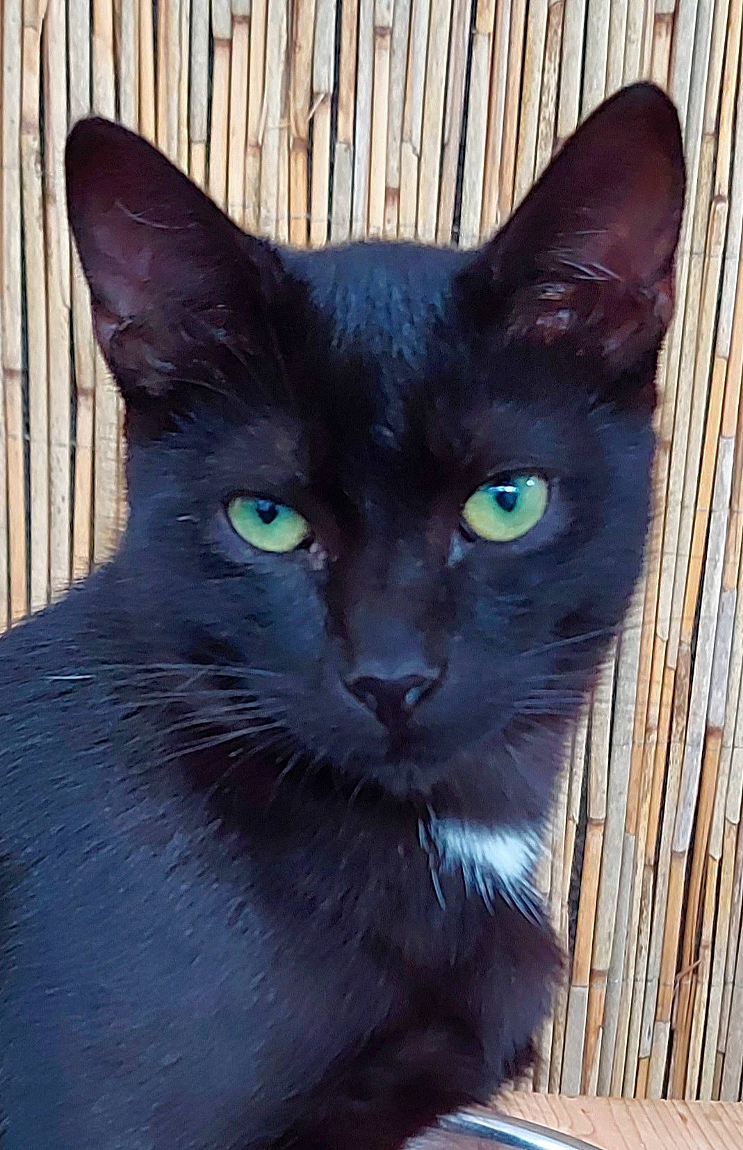 Joe participe au concours pour gagner de l'argent avec cette photo : black_cat, carnivore, cat, domestic_short_haired_cat, electric_blue, felidae, fur, havana_brown, small_to_medium_sized_cats, snout, terrestrial_animal, whiskers, wood