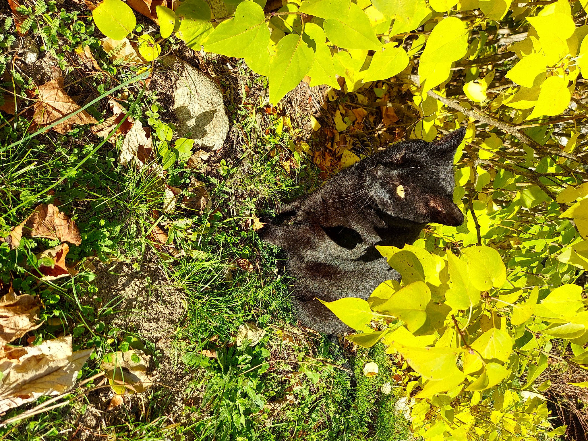 Joe a rejoint le concours — aidez-le/la à gagner de superbes lots ! art, deciduous, felidae, fox_squirrel, fur, grass, ground_squirrels, groundcover, lynx, non_vascular_land_plant, plant, procyonidae, rodent, small_to_medium_sized_cats, tail, terrestrial_animal, tree, trunk, twig, wildlife