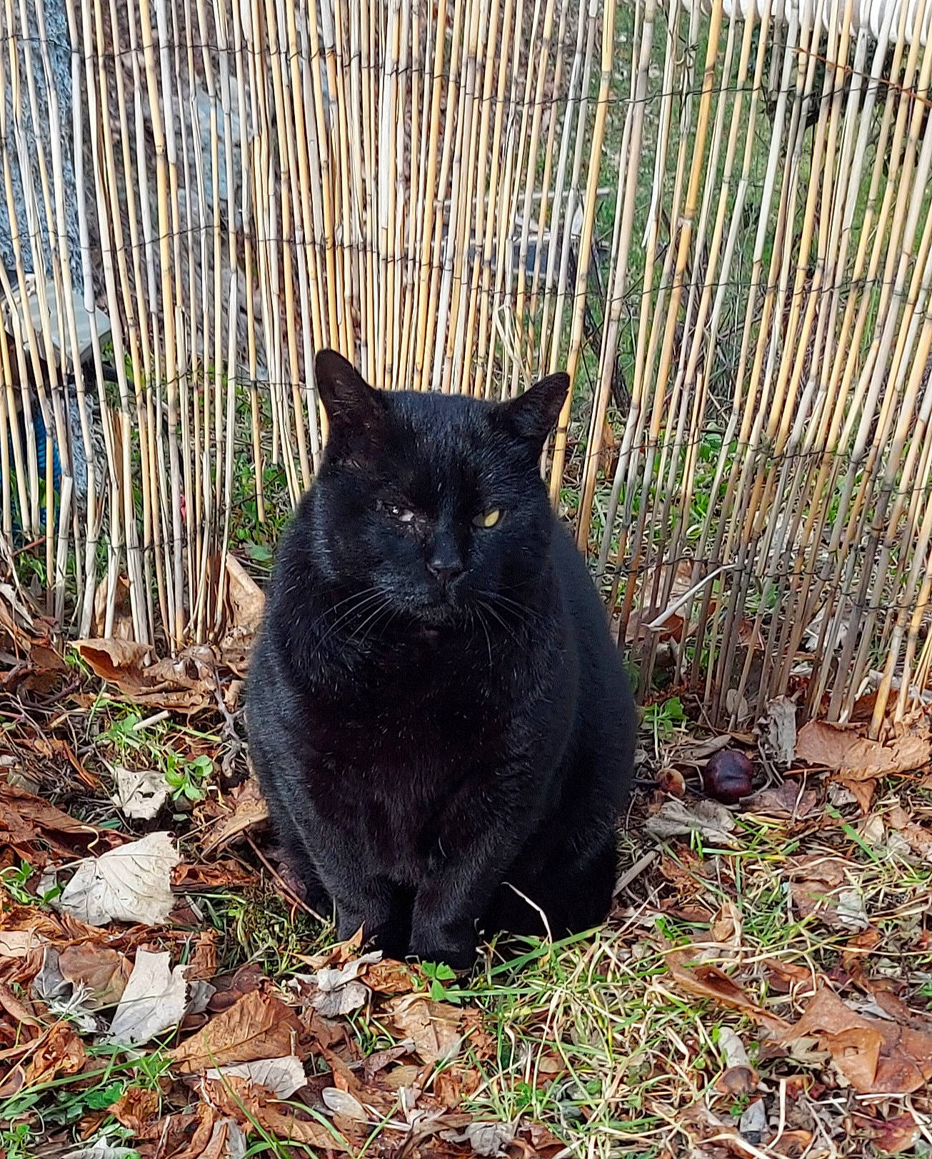 Joe a rejoint le concours — aidez-le/la à gagner de superbes lots ! black_cat, bombay, carnivore, cat, domestic_short_haired_cat, eye, felidae, fence, fur, grass, groundcover, mammal, mesh, plant, small_to_medium_sized_cats, snout, tail, terrestrial_animal, vertebrate, whiskers
