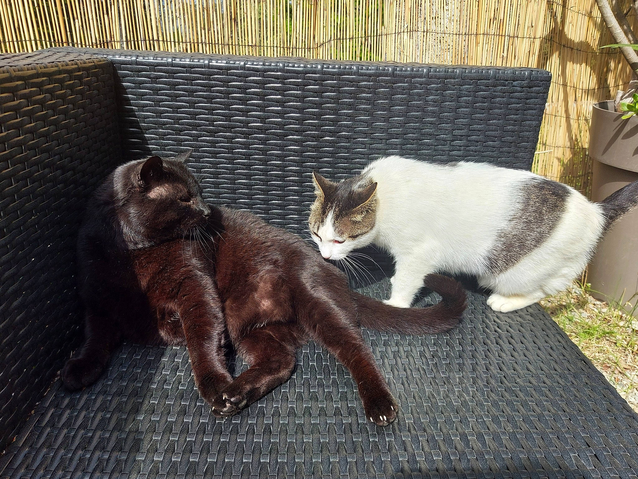 Joe participe au concours pour gagner de l'argent avec cette photo : black_cat, canidae, carnivore, cat, claw, domestic_short_haired_cat, fawn, felidae, fur, grass, liver, pet_supply, plant, small_to_medium_sized_cats, snout, tail, terrestrial_animal, whiskers, window, wood