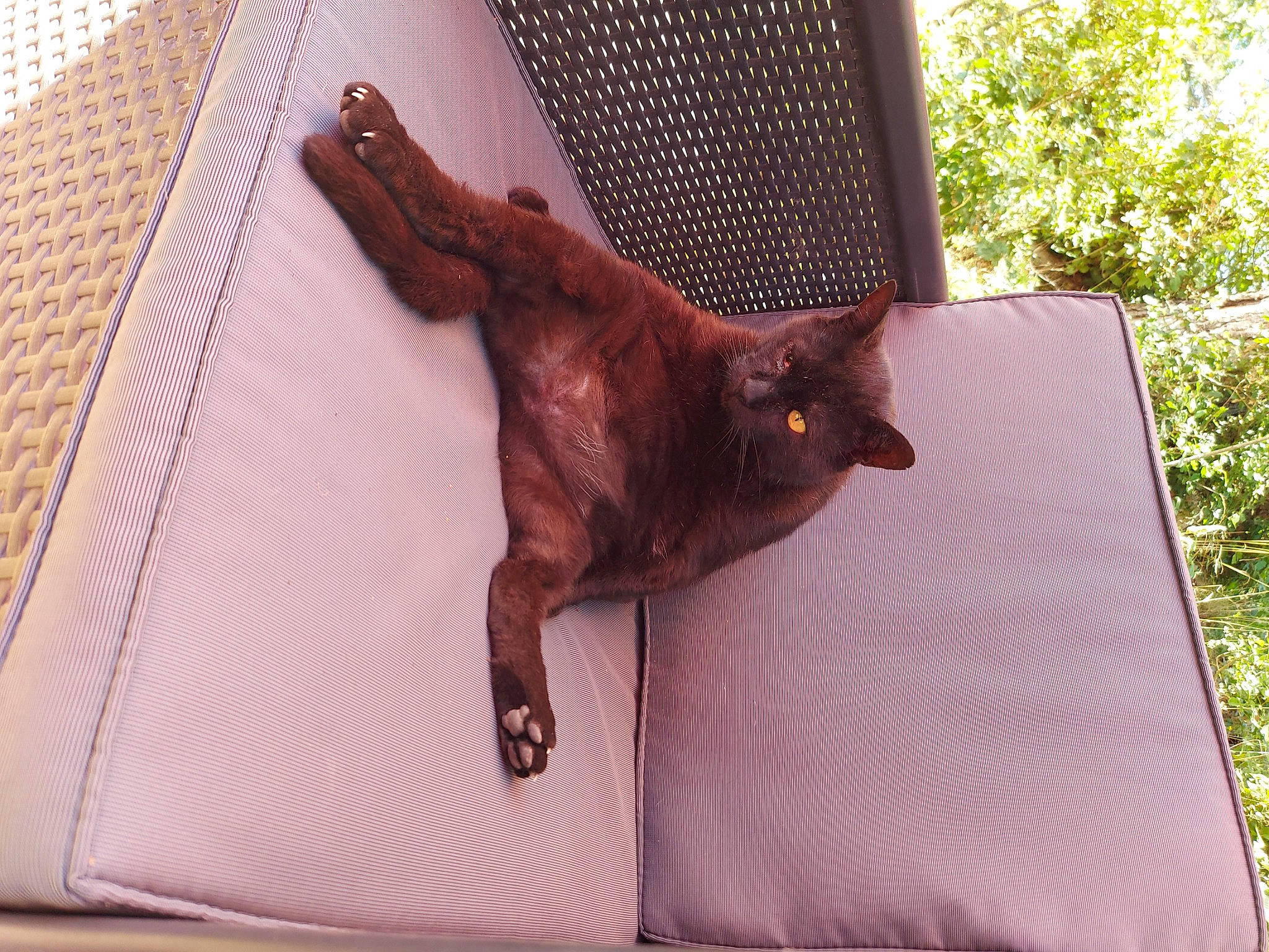 Joe participe au concours pour gagner de l'argent avec cette photo : bat, black_cat, bombay, carnivore, cat, dog_breed, fawn, felidae, linens, liver, pattern, plant, purple, rectangle, small_to_medium_sized_cats, snout, sporting_group, tail, whiskers, wood