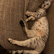 Oda participe au concours pour gagner de l'argent avec cette photo : animal, brown_couch, cat, close_up, comfortable, couch, cute, domestic_animal, feline, fur, home, indoor, paw, pet, relaxed, resting, spotted_cat, tail, texture, whiskers