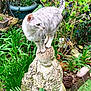 animal, buddha_statue, cat, decoration, foliage, garden, grass, greenery, leaves, moss, nature, outdoor, pet, plants, potted_plant, serene, shrub, statue, stone, tabby_cat