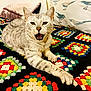 animal, bed, bird_pattern, cat, colorful, comfort, cozy, crocheted_blanket, cute, feline, fur, indoor, mouth_open, pet, pillow, relaxed, resting, silver_tabby, tabby, whiskers