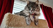 Murphy is registered to the contest to win money with this photo: cat, fluffy, gray_cat, cat_tree, indoor, window, curtains, red_curtains, carpeted, pet, feline, whiskers, collar, tag, relaxed, looking_away, home, cozy, domestic_animal, animal