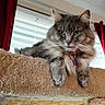 animal, carpeted, cat, cat_tree, collar, cozy, curtains, domestic_animal, feline, fluffy, gray_cat, home, indoor, looking_away, pet, red_curtains, relaxed, tag, whiskers, window