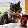 Murphy is registered to the contest to win money with this photo: cat, gray_cat, fluffy_fur, indoor, window, beer_can, duff, table, pet, animal, whiskers, ears, collar, outdoor_background, green_grass, daylight, feline, curious, domestic_cat, household