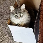 Murphy is registered to the contest to win money with this photo: cat, box, carpet, furniture, gray_cat, indoor, pet, animal, whiskers, green_eyes, cardboard, relaxed, looking_at_camera, fluffy, cute, domestic_cat, home, cozy, sitting, curious