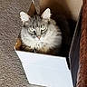 animal, box, cardboard, carpet, cat, cozy, curious, cute, domestic_cat, fluffy, furniture, gray_cat, green_eyes, home, indoor, looking_at_camera, pet, relaxed, sitting, whiskers