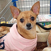 Loca is registered to the contest to win money with this photo: dog, small_dog, chihuahua, pet, animal, shopping_cart, blanket, clothing, hoodie, cute, brown_dog, indoors, grocery_store, soft_texture, portrait, looking_at_camera, ears, face, companion, cozy