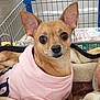 dog, small_dog, chihuahua, pet, animal, shopping_cart, blanket, clothing, hoodie, cute, brown_dog, indoors, grocery_store, soft_texture, portrait, looking_at_camera, ears, face, companion, cozy