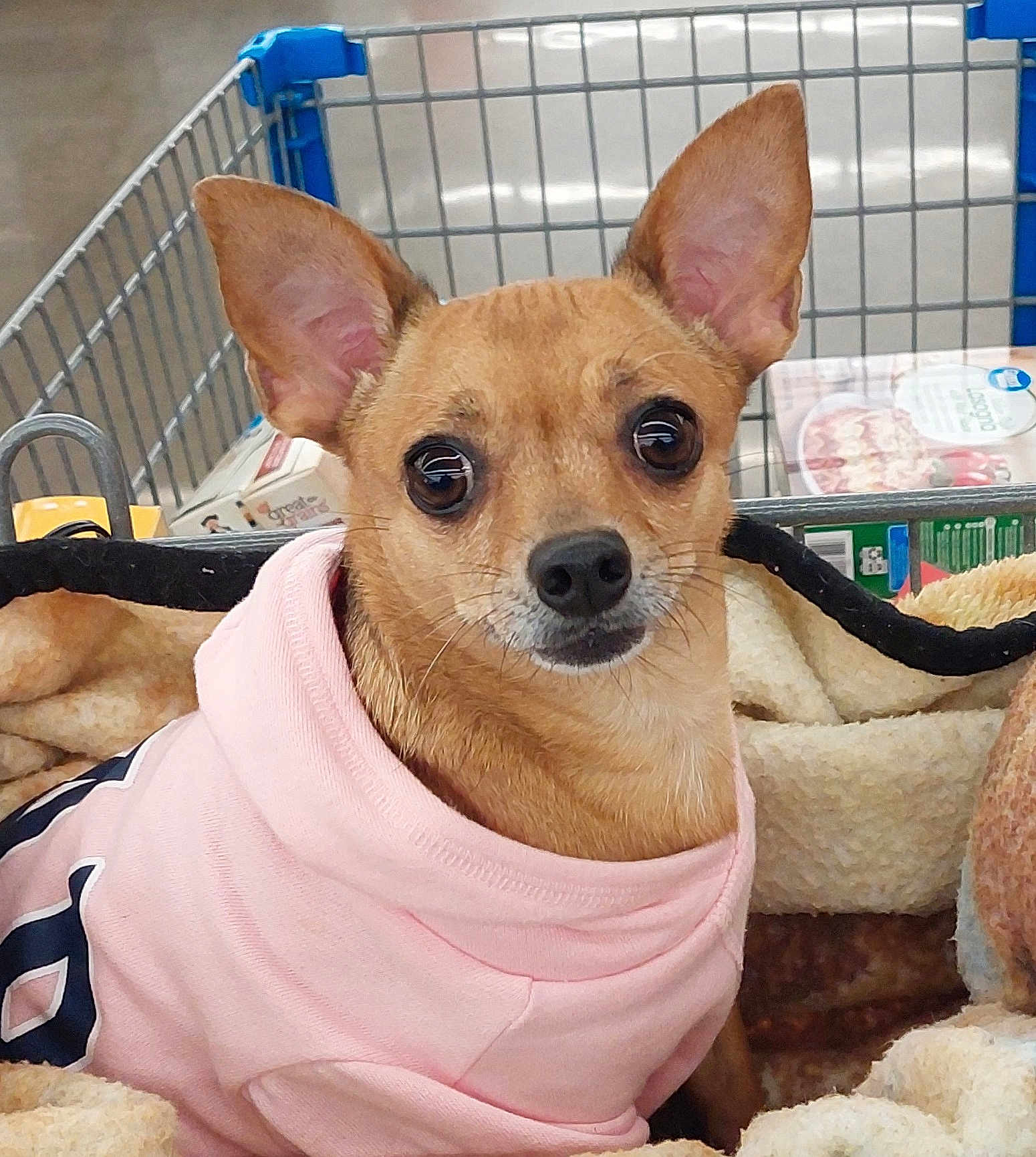 Loca is registered to the contest to win money with this photo: dog, small_dog, chihuahua, pet, animal, shopping_cart, blanket, clothing, hoodie, cute, brown_dog, indoors, grocery_store, soft_texture, portrait, looking_at_camera, ears, face, companion, cozy